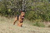 AIREDALE TERRIER 091